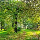 Hely - Park - Fruit trees at home driveway dream landscape - a