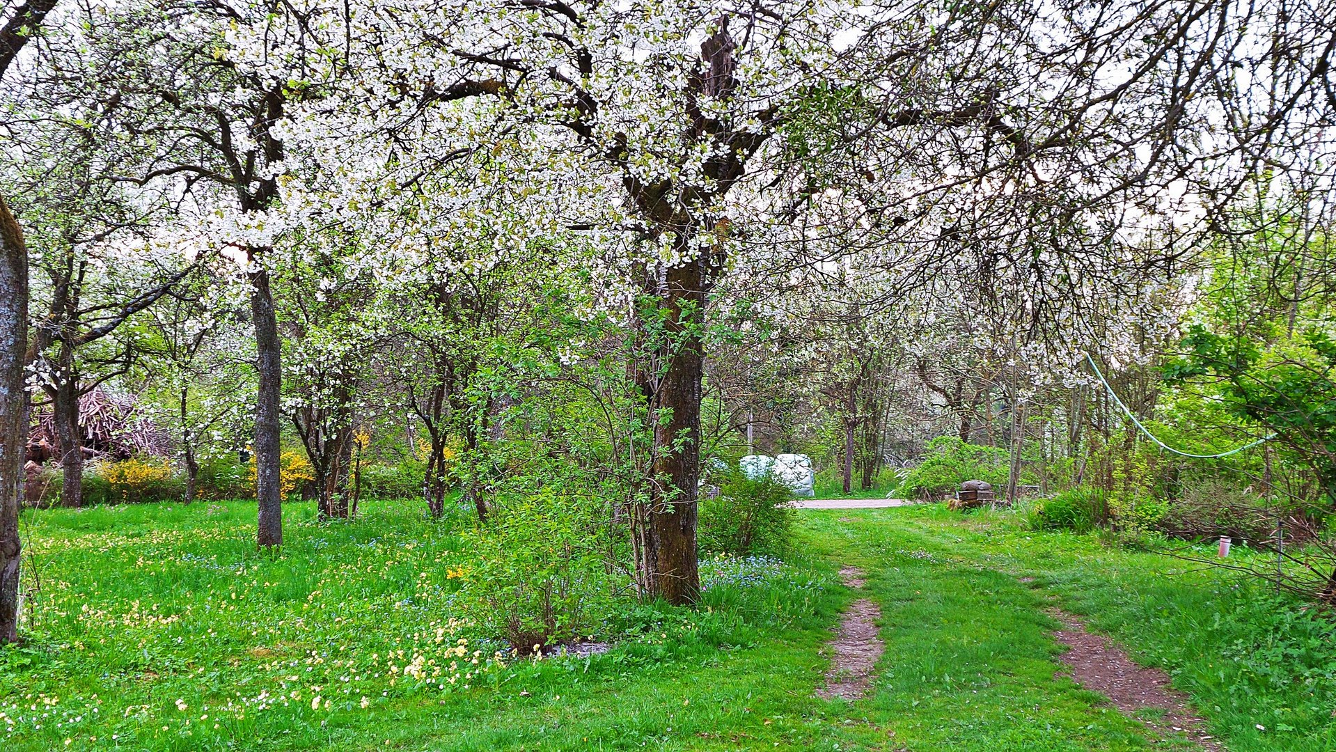 HELY - PARK - Kirschbaumblüte im Hausgarten - Ostteil