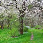 HELY - PARK - Kirschbaumblüte im Hausgarten - Ostteil