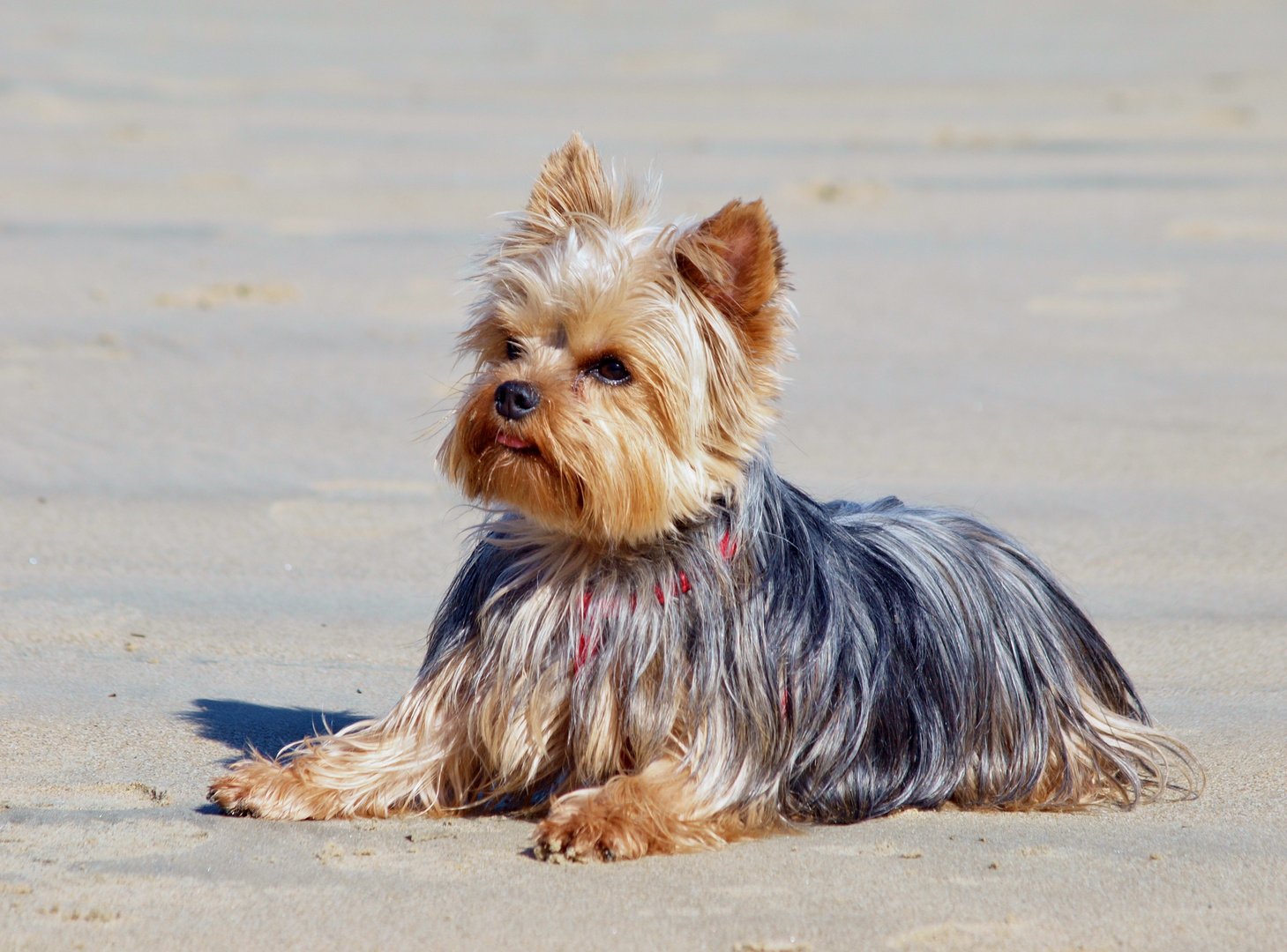 HEMA sur la plage de Dinard