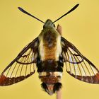 Hemaris diffinis