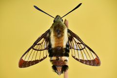 Hemaris diffinis