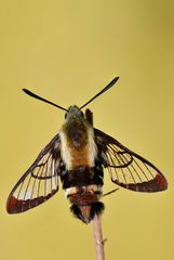 Hemaris diffinis #3