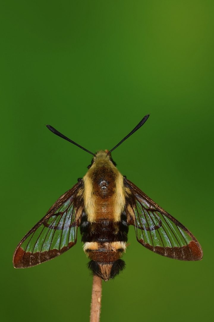 Hemaris diffinis #4