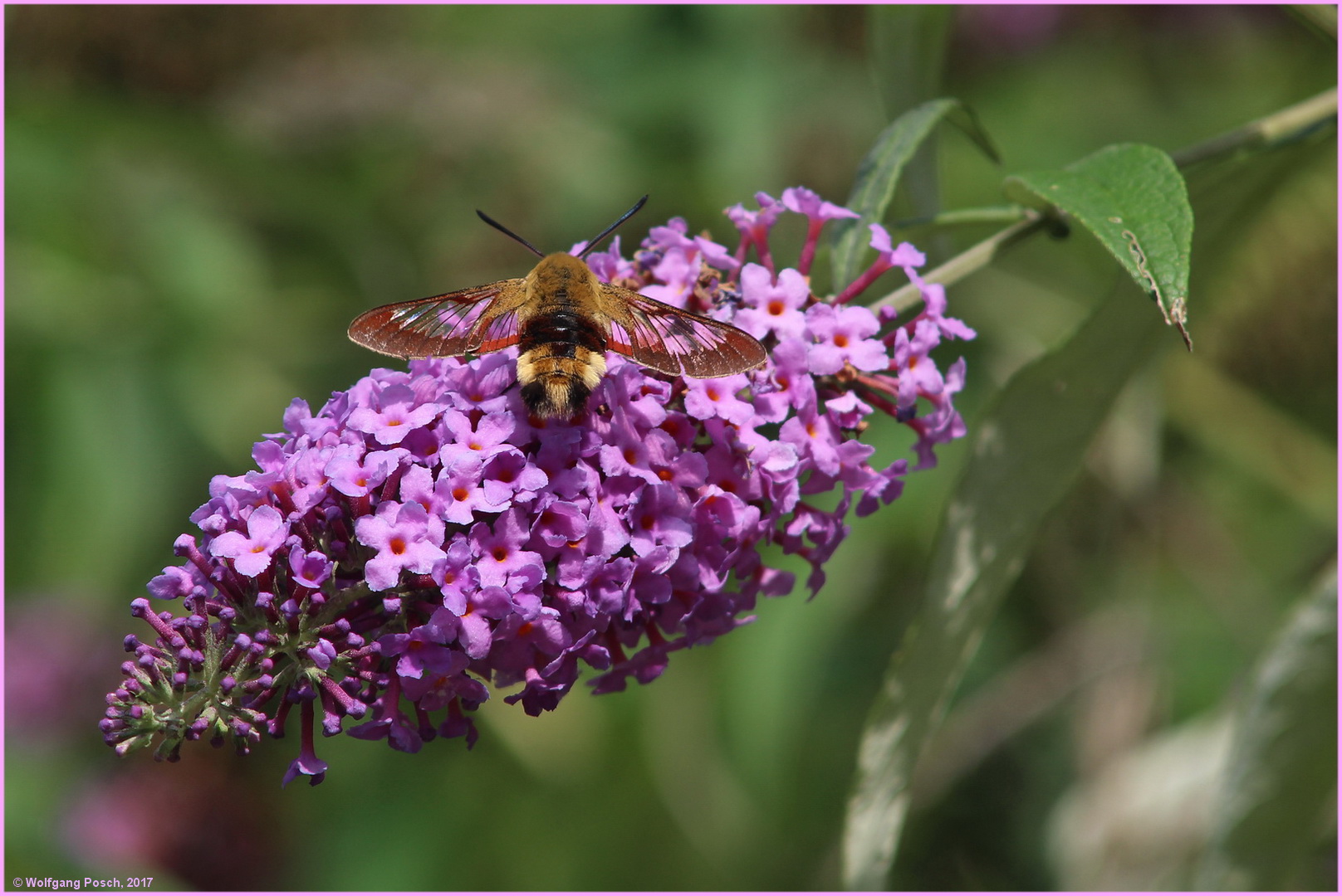 Hemaris fuciformis