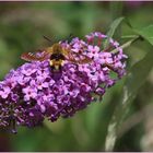 Hemaris fuciformis