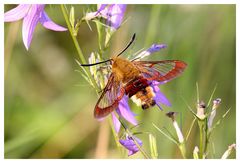 Hemaris fuciformis