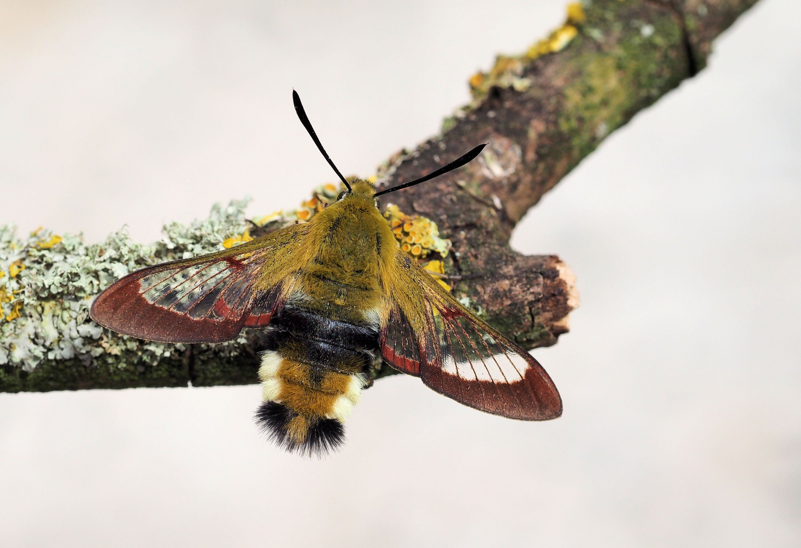 Hemaris fuciformis