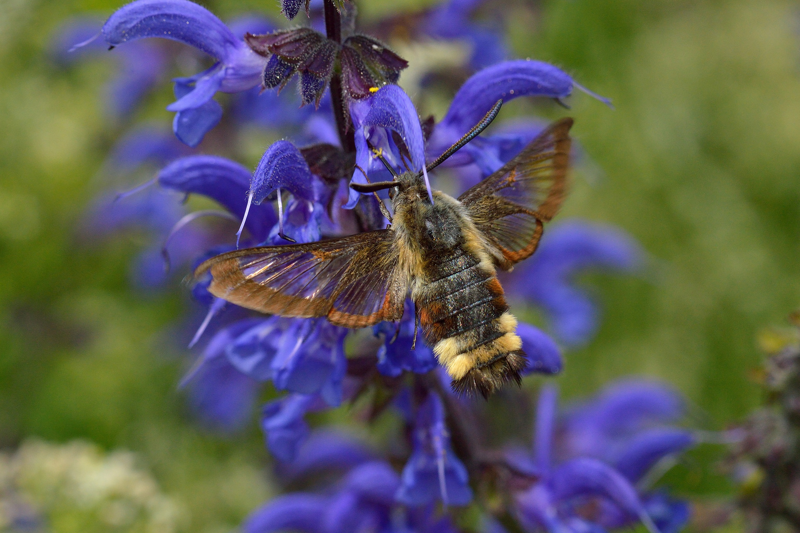 Hemaris fuciformis, Hummelschwärmer