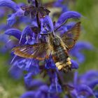 Hemaris fuciformis, Hummelschwärmer