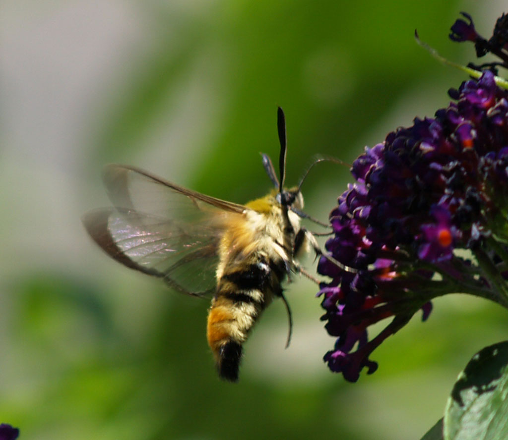  Hemaris fuciformis- Hummelschwärmer