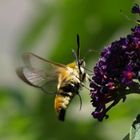  Hemaris fuciformis- Hummelschwärmer