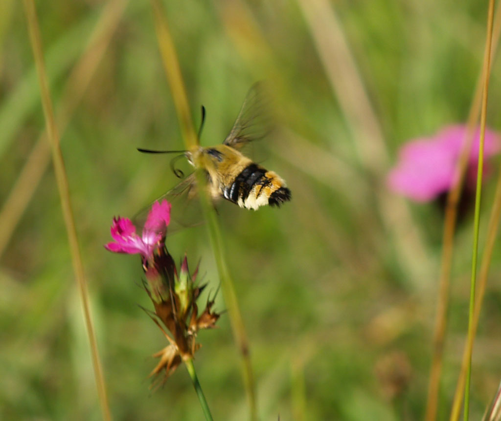 Hemaris fuciformis- Hummelschwärmer ist es nicht ein Skabiosenschwärmer ist es