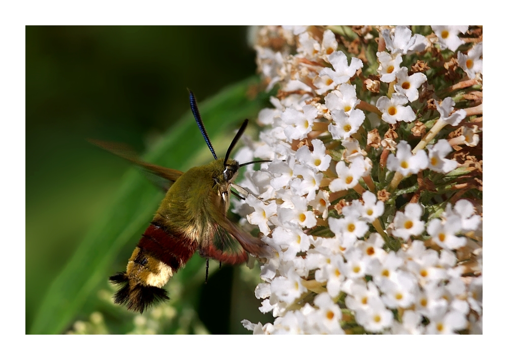 Hemaris fuciformis (L., 1758)