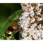 Hemaris fuciformis (L., 1758)