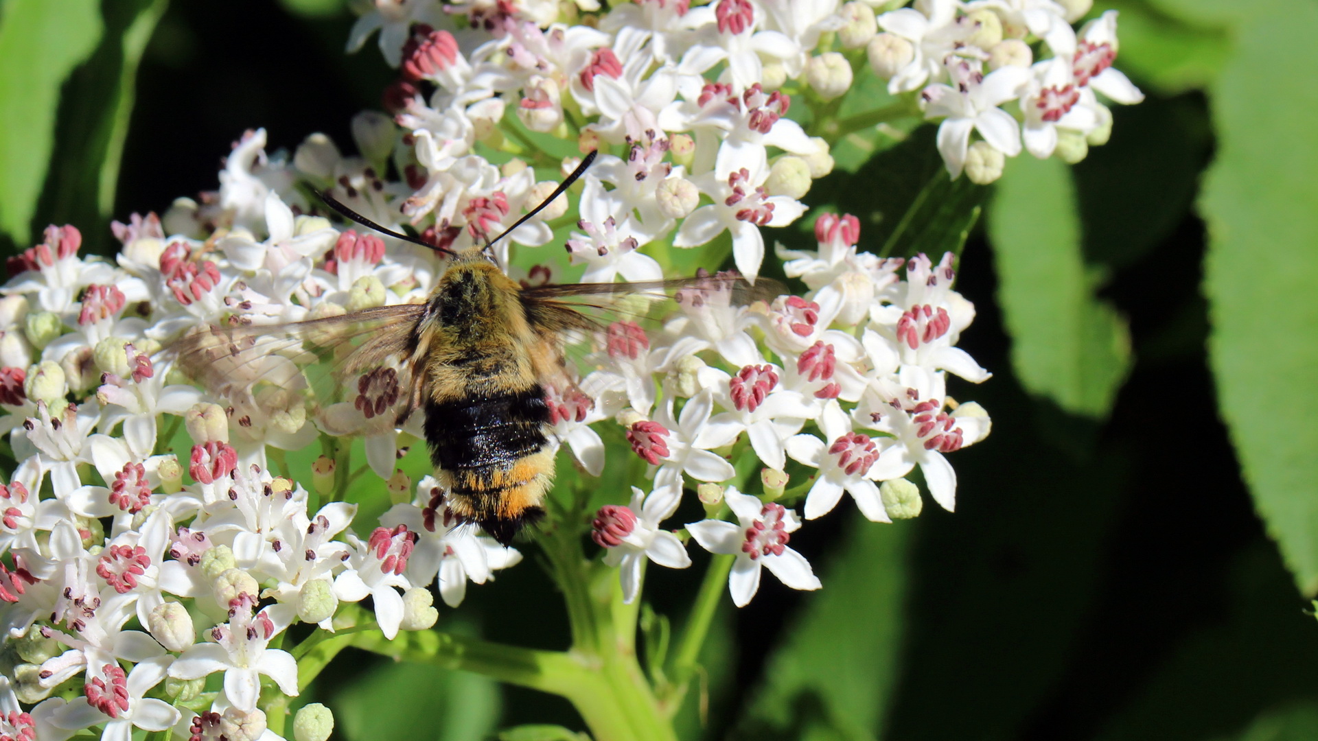 Hemaris tityus