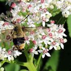 Hemaris tityus