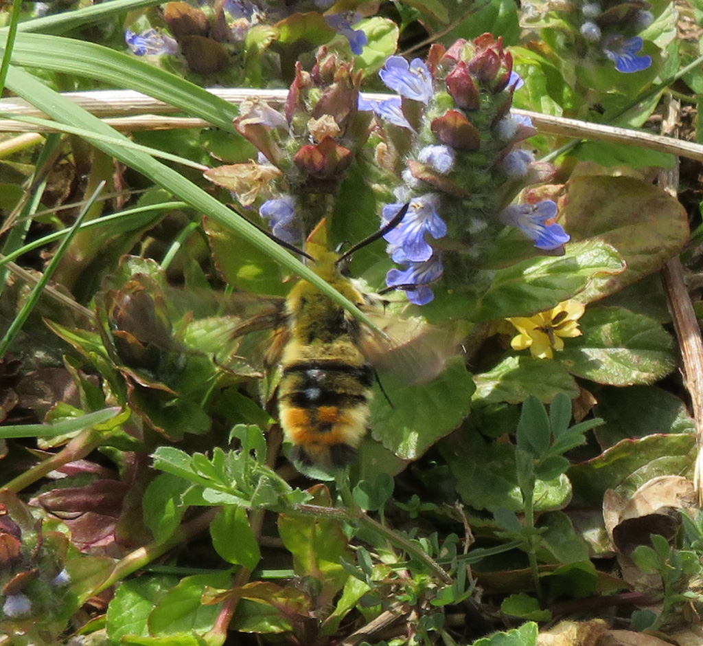  Hemaris tityus- Skabiosenschwärmer 