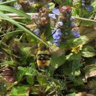  Hemaris tityus- Skabiosenschwärmer 