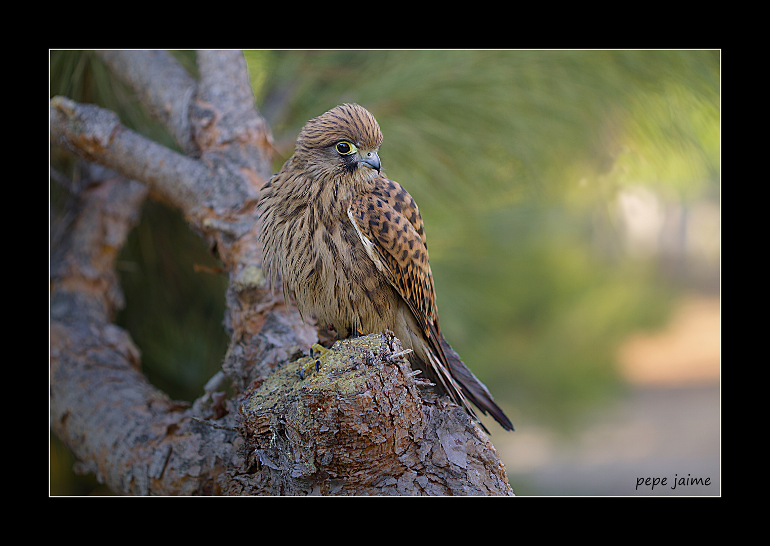 Hembra de cernícalo (Falco tinnunculus)