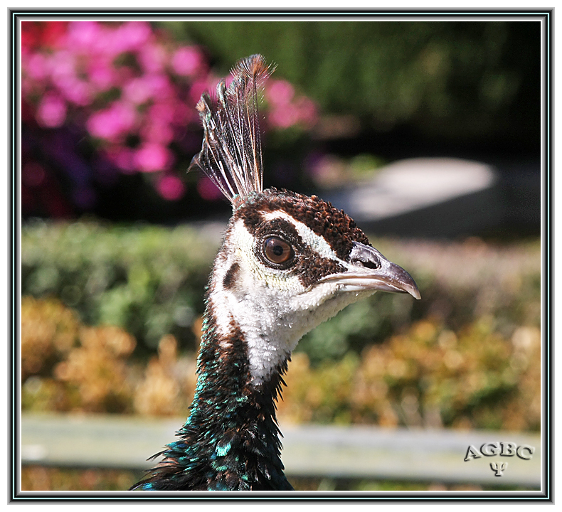 Hembra de Pavo Real que también poso GKM5-III