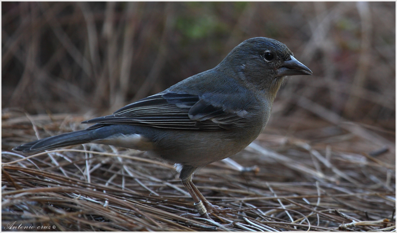 Hembra de Pinzón Azul (Fringilla Teydea)