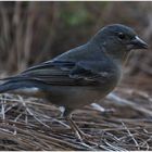 Hembra de Pinzón Azul (Fringilla Teydea)