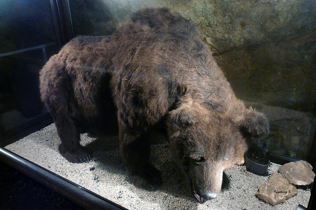 Hemer-Heinrichshöhle--Bär aus der Eiszeit