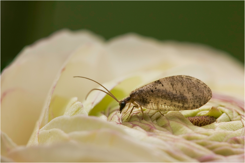 Hemerobius sp.