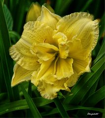 Hémérocalle "cabbage flower"