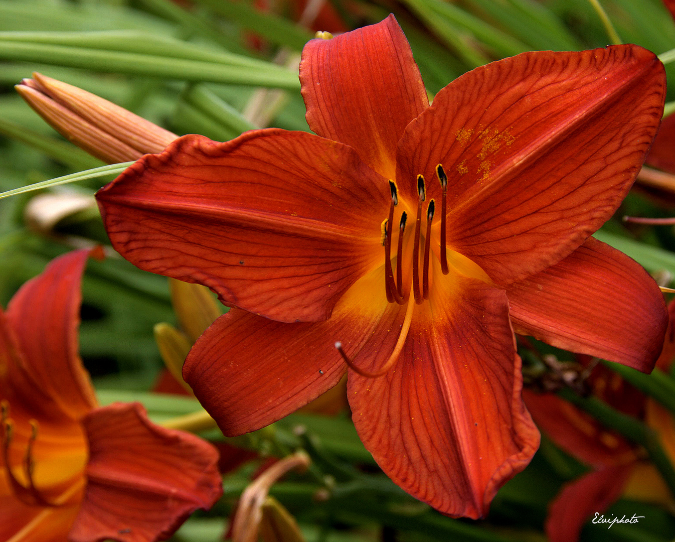 hémérocalle orange 