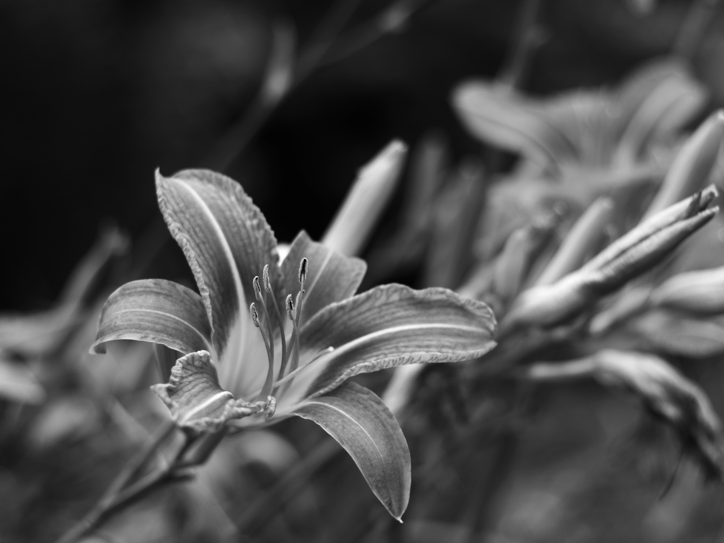 Hemerocallis