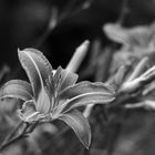 Hemerocallis