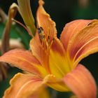 Hemerocallis