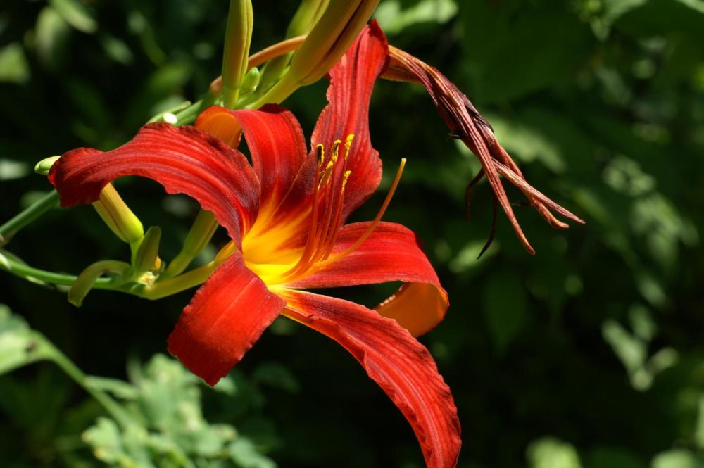 Hemerocallis