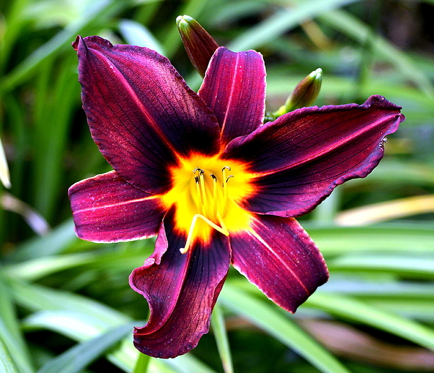 Hemerocallis