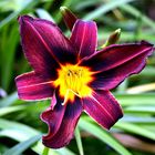 Hemerocallis