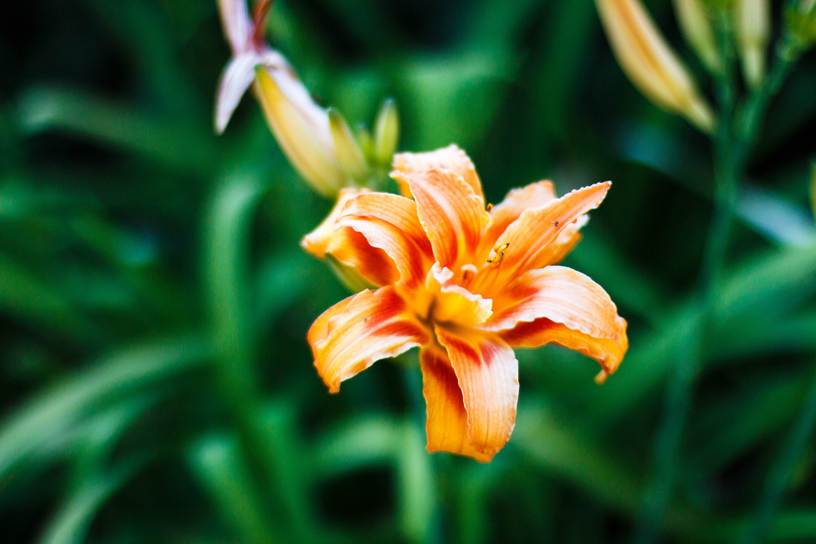 Hemerocallis