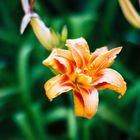 Hemerocallis