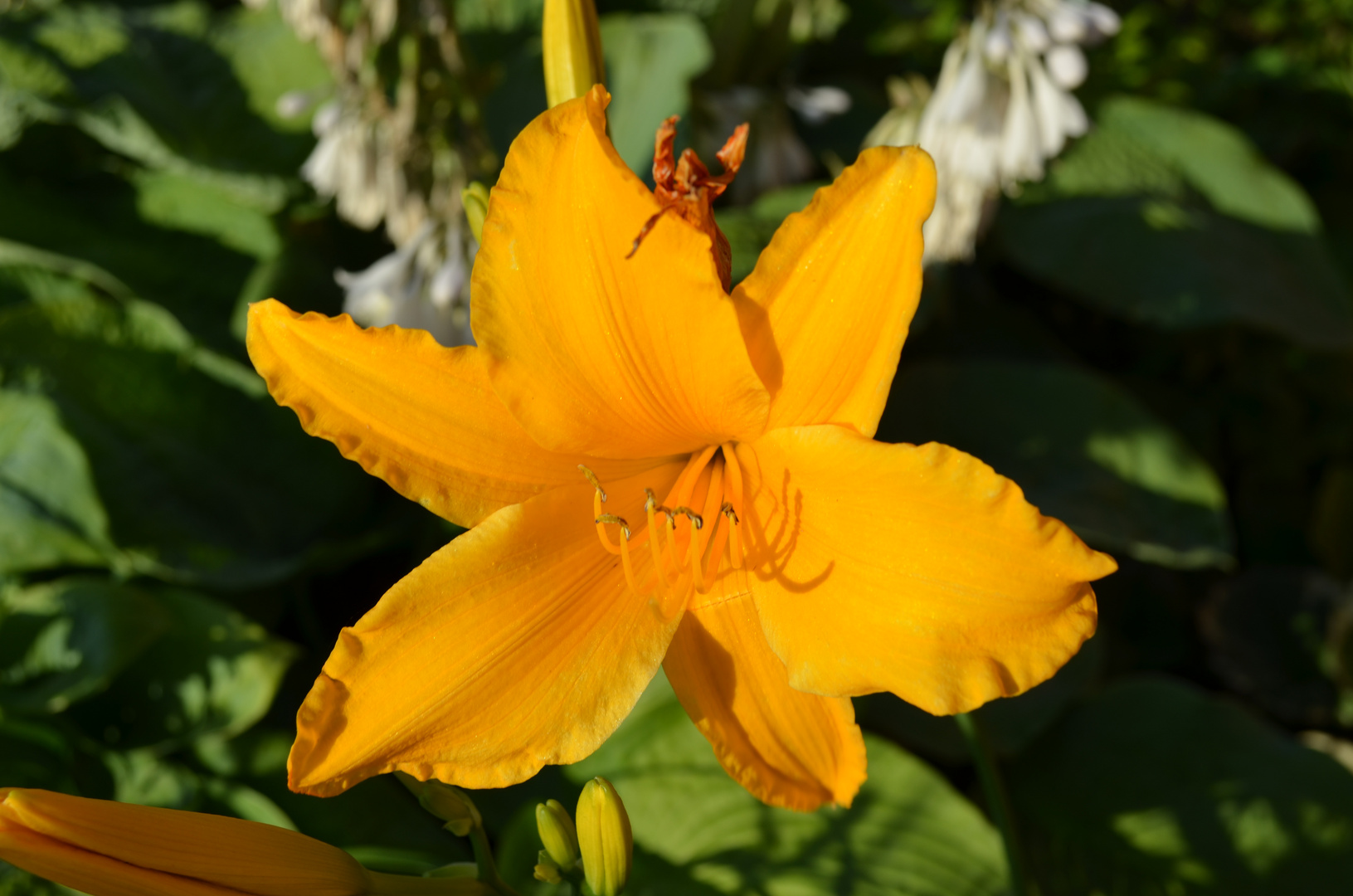 Hemerocallis