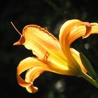 Hemerocallis