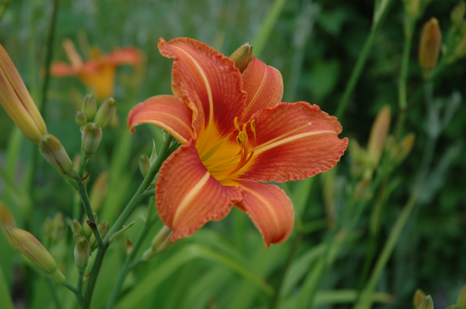 Hemerocallis