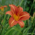 Hemerocallis