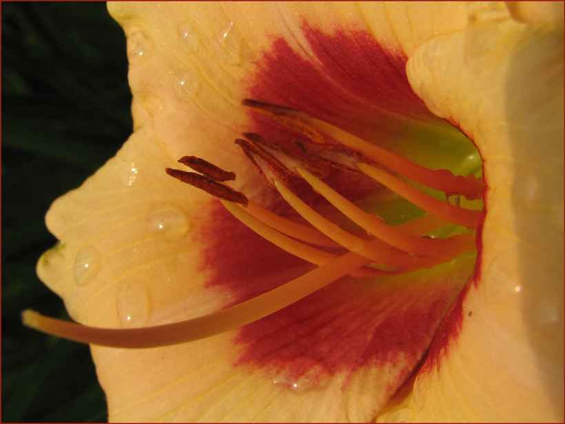 Hemerocallis