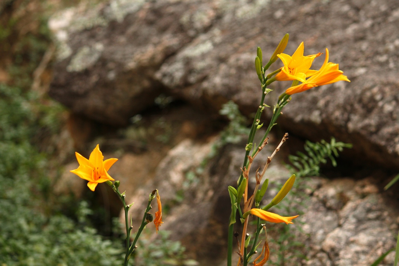 Hemerocallis