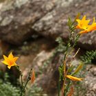 Hemerocallis