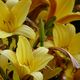 Hemerocallis