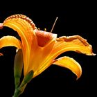 Hemerocallis fulva