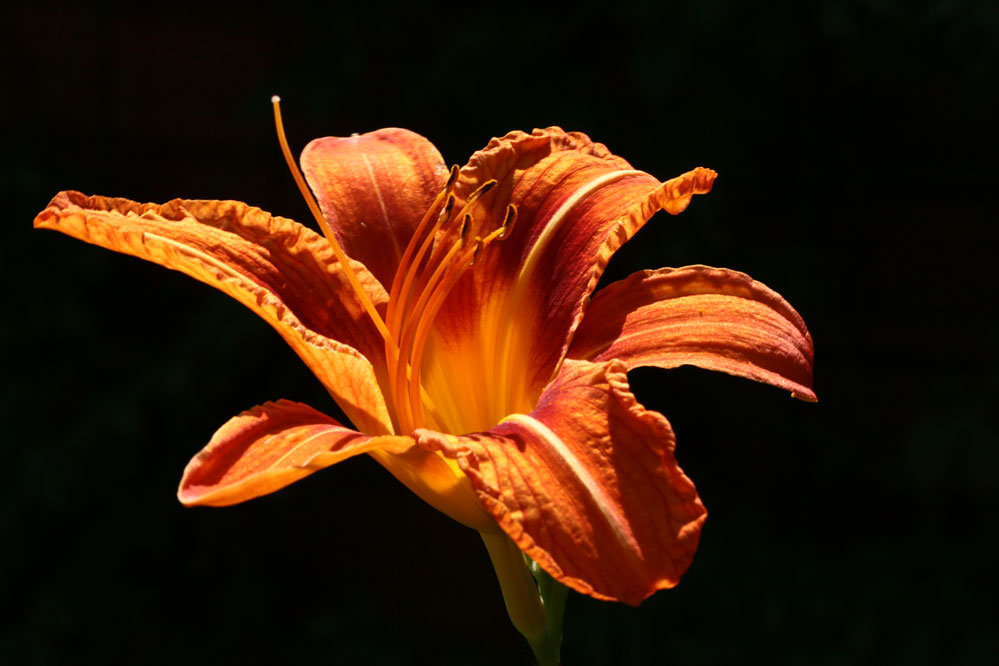 Hemerocallis fulva