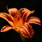 Hemerocallis fulva